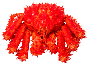 Red Alaskan King Sea Crab