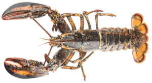Boston Lobster
